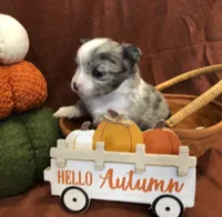 Tiny (LH) Iris, a female Chihuahua for sale in Hendrix, OK – 6 of 10