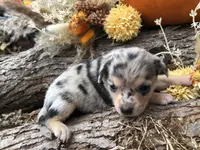 Sky, a female Chihuahua and Toy Australian Shepherd for sale in Hendrix, OK – Photo 1 of 3
