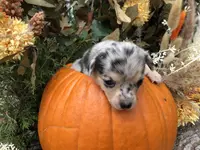 Sky, a female Chihuahua and Toy Australian Shepherd for sale in Hendrix, OK – Photo 3 of 3