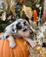 Sky, a female Chihuahua and Toy Australian Shepherd for sale in Hendrix, OK – Photo 2 of 3