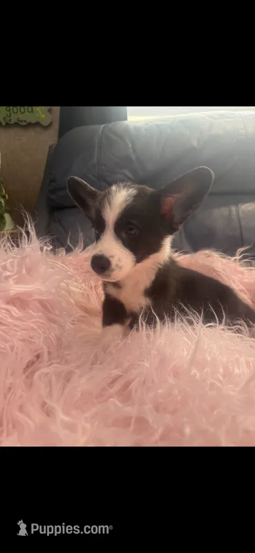Frankie – Pembroke Welsh Corgi puppy for sale in Hendrix, OK