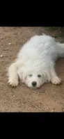 Blanket, a female Great Pyrenees and Poodle - Standard  for sale in Hendrix, OK – Photo 4 of 4