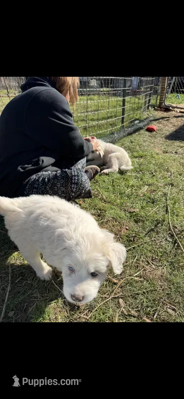 Blanket – Great Pyrenees, Poodle - Standard  puppy for sale in Hendrix, OK