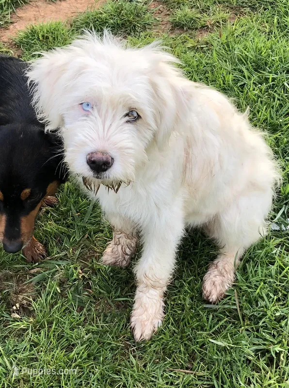 Blanket – Great Pyrenees, Poodle - Standard  puppy for sale in Hendrix, OK