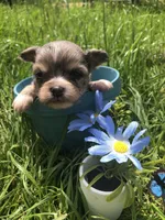 Tiny, tiny Merle LH, a male Chihuahua for sale in Hendrix, OK – Photo 1 of 5