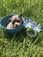 Tiny, tiny Merle LH, a male Chihuahua for sale in Hendrix, OK – Photo 5 of 5
