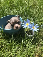 Tiny, tiny Merle LH, a male Chihuahua for sale in Hendrix, OK – Photo 4 of 5