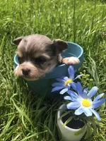 Tiny, tiny Merle LH, a male Chihuahua for sale in Hendrix, OK – Photo 2 of 5