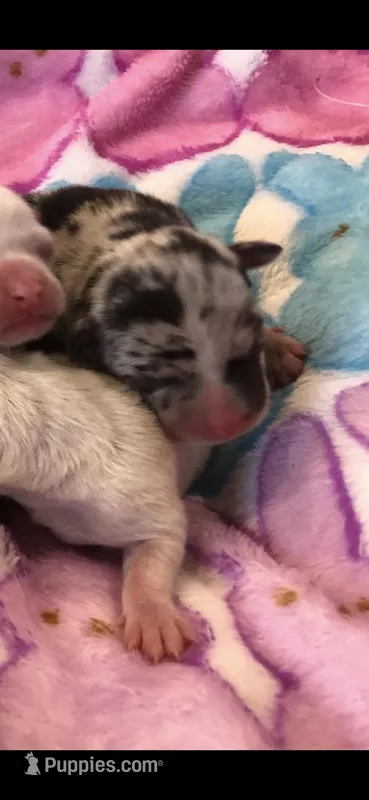 Tiny lavender merle – Chihuahua puppy for sale in Hendrix, OK