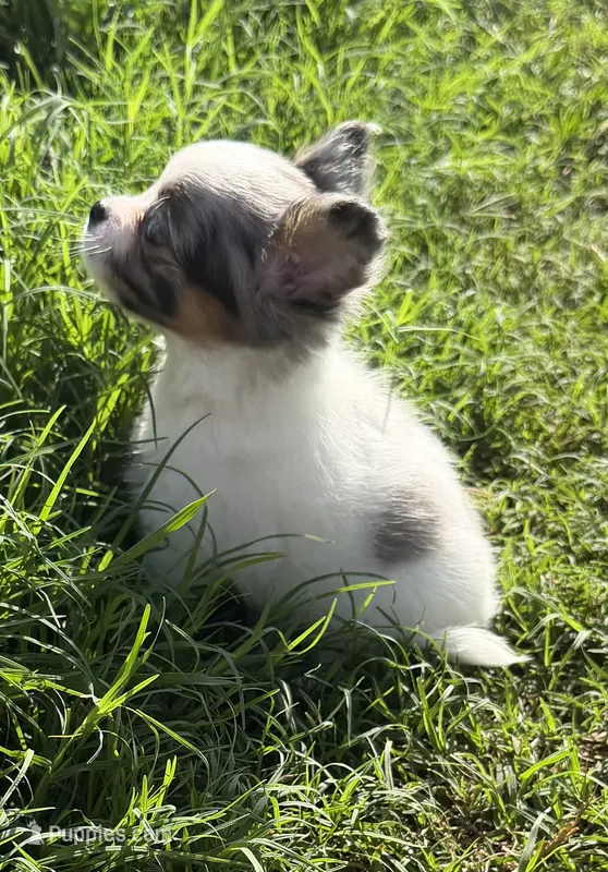 Princess (blue Merle) (LH) – Chihuahua puppy for sale in Hendrix, OK