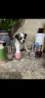 Tiny, tiny, tiny LH, a male Chihuahua for sale in Hendrix, OK – 6 of 7
