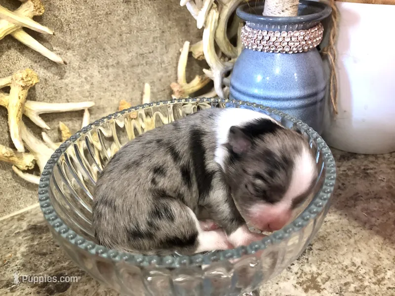 Iris – Chihuahua puppy for sale in Hendrix, OK