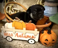 Shadow, a female Chihuahua and Pekingese for sale in Hendrix, OK – 4 of 4