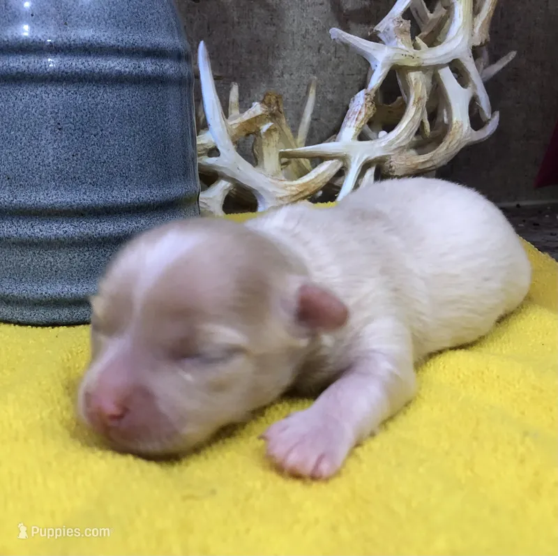 Jake – Chihuahua puppy for sale in Denison, TX