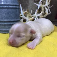 Jake, a male Chihuahua for sale in Denison, TX – 1 of 5