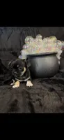 Unique lil shadow, a female Chihuahua and Pekingese for sale in Hendrix, OK – 5 of 9