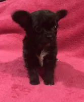Tiny tiny snow LH, a male Chihuahua for sale in Hendrix, OK – 2 of 3