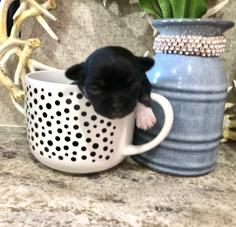 Shadow – Chihuahua, Pekingese puppy for sale in Hendrix, OK