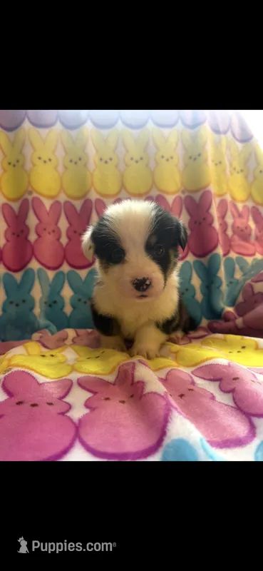 Vinny – Pembroke Welsh Corgi puppy for sale in Hendrix, OK