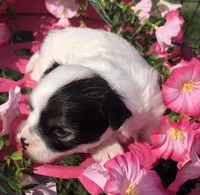 Jed (longhair), a male Chihuahua for sale in Hendrix, OK – 8 of 9