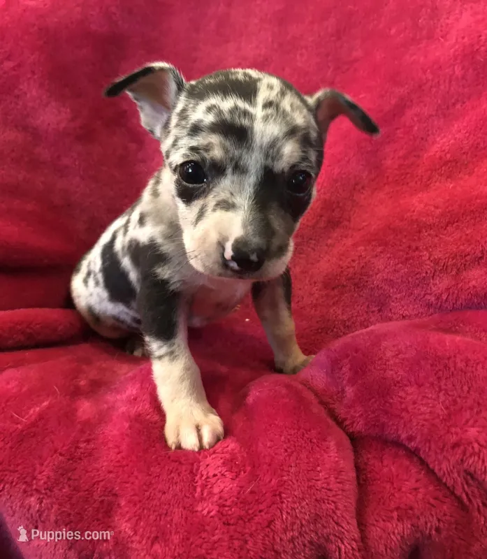Blue – Chihuahua puppy for sale in Hendrix, OK