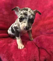 Blue, a male Chihuahua for sale in Hendrix, OK – Photo 1 of 4
