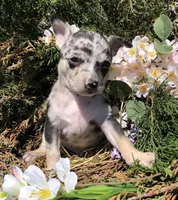 Blue, a male Chihuahua for sale in Hendrix, OK – Photo 3 of 4