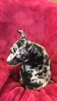 Blue, a male Chihuahua for sale in Hendrix, OK – Photo 2 of 4
