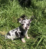 Blue, a male Chihuahua for sale in Hendrix, OK – Photo 4 of 4