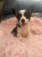 Tiny Morgan, a female Pembroke Welsh Corgi for sale in Hendrix, OK – 7 of 9