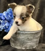 Princess (blue Merle) (LH), a female Chihuahua for sale in Hendrix, OK – 7 of 8