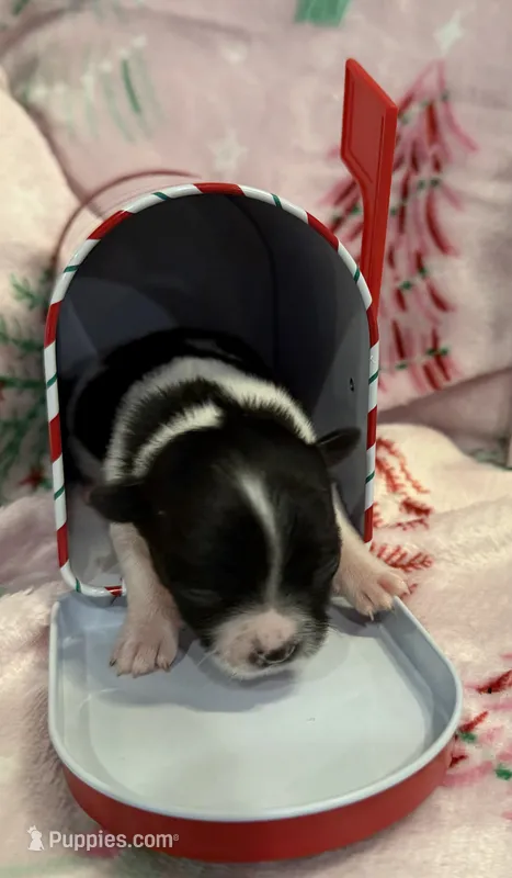 Tiny Lyra – Chihuahua puppy for sale in Hendrix, OK