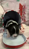 Tiny Lyra, a female Chihuahua for sale in Hendrix, OK – 1 of 6