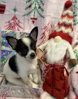 Tiny Gabe, a male Chihuahua for sale in Hendrix, OK – 4 of 5