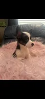 Tiny Morgan, a female Pembroke Welsh Corgi for sale in Hendrix, OK – 8 of 8