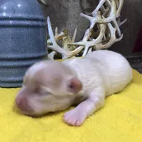 Jake, a male Chihuahua for sale in Denison, TX – 2 of 5