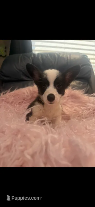 Tiny Morgan – Pembroke Welsh Corgi puppy for sale in Hendrix, OK