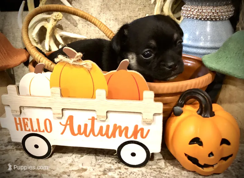 Shadow – Chihuahua, Pekingese puppy for sale in Hendrix, OK