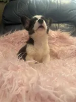 Tiny Morgan, a female Pembroke Welsh Corgi for sale in Hendrix, OK – 9 of 9