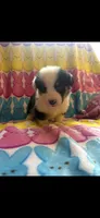 Vinny, a male Pembroke Welsh Corgi for sale in Hendrix, OK – 2 of 5