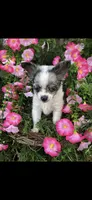 Tiny tiny blue eyes, a male Chihuahua for sale in Hendrix, OK – 2 of 9