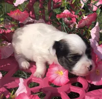 Jed (longhair), a male Chihuahua for sale in Hendrix, OK – 4 of 9