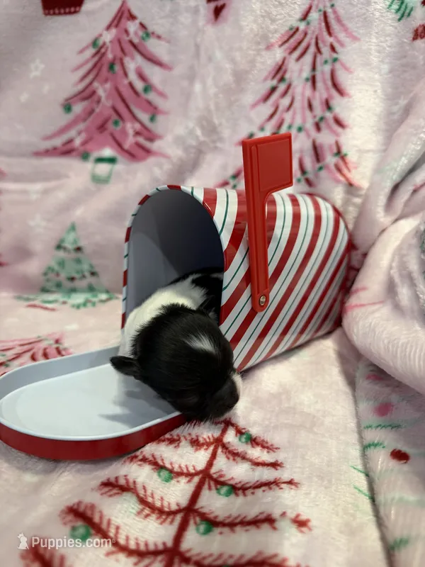 Tiny Kane – Chihuahua puppy for sale in Hendrix, OK