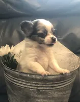 Tiny, tiny, tiny LH, a male Chihuahua for sale in Hendrix, OK – 3 of 7