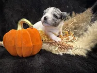Kane (blue Merle) (LH), a male Chihuahua for sale in Hendrix, OK – 3 of 5