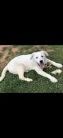 Sister, a female Anatolian Shepherd Dog and Great Pyrenees for sale in Hendrix, OK – Photo 3 of 3