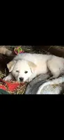 Sister, a female Anatolian Shepherd Dog and Great Pyrenees for sale in Hendrix, OK – Photo 1 of 3