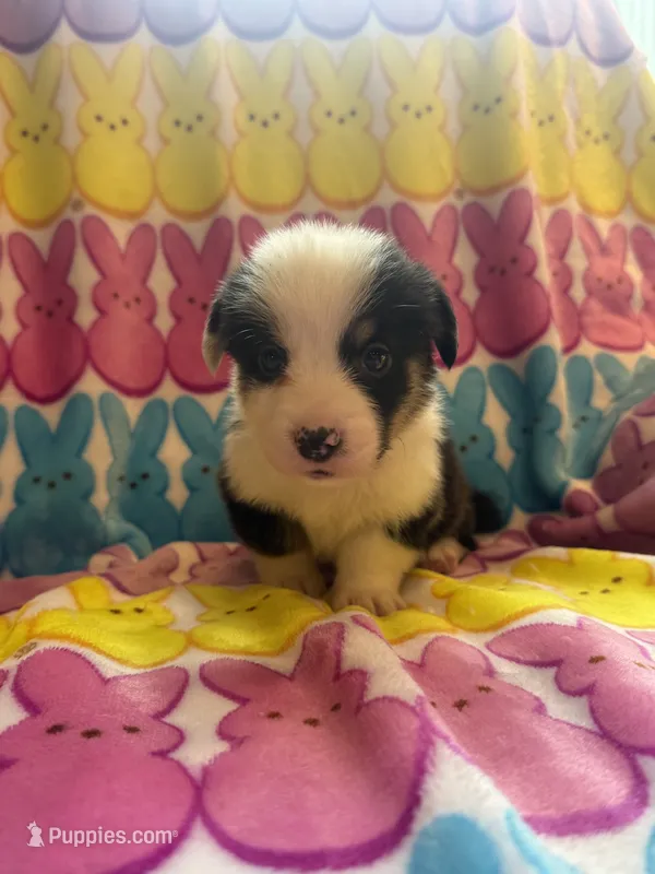 Gabe – Pembroke Welsh Corgi puppy for sale in Hendrix, OK