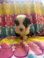 Gabe, a male Pembroke Welsh Corgi for sale in Hendrix, OK – 1 of 5