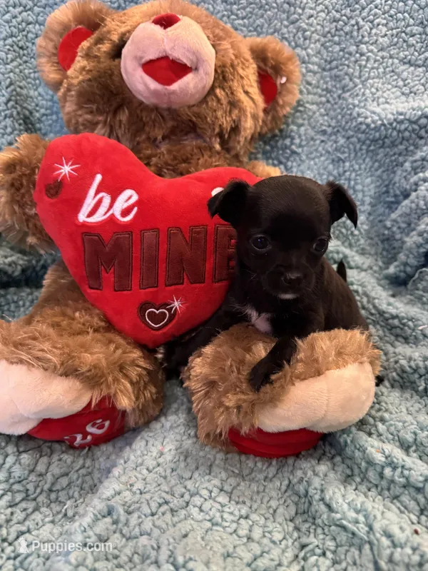 Julliet (ready to go Vday)